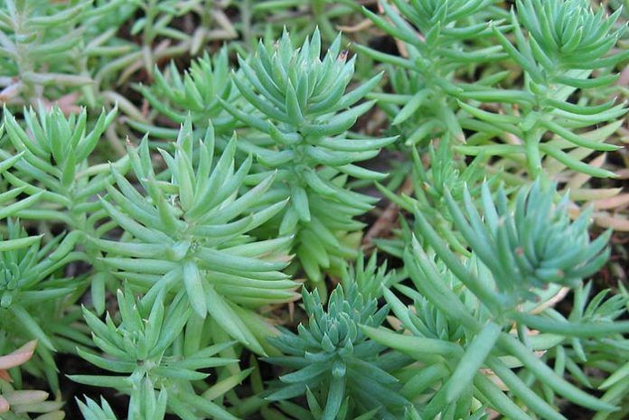 Variedades de Sedum y Uña de Gato en ecose.org