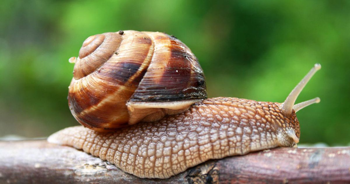 veneno casero para caracoles metodos naturales efectivos