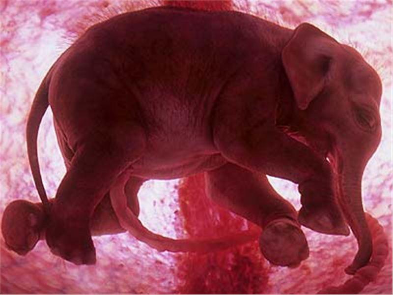 viviparos y oviparos cuales son los mamiferos realmente