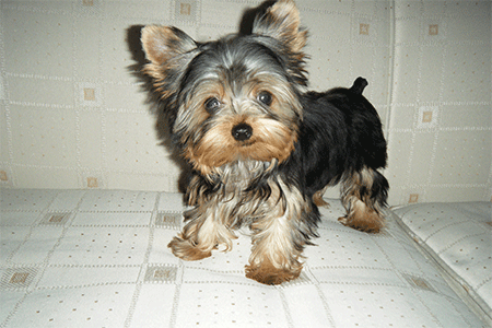 Yorkie Biewer: Conoce el Colorido Mundo del Biewer Terrier