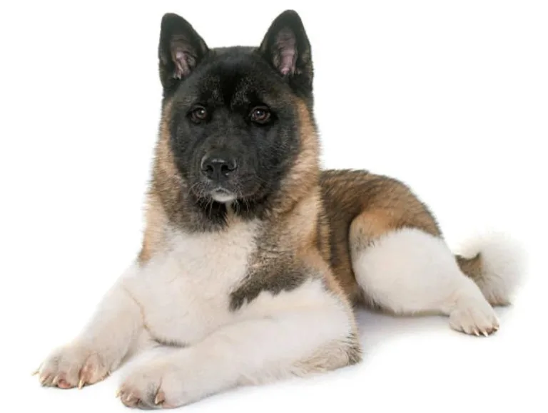 Zorro mascota: Todo lo que necesitas saber sobre su cuidado